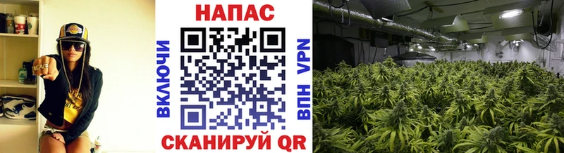 Купить где  Суворов  МАРИХУАНА семена 